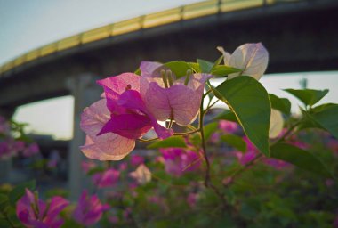 Bulanık gökyüzü tren arkaplanlı, pembe bougainvillea buketi.