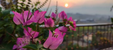 Luscious Pembe Bougainvillea çiçeği ve arka planda bulanık güneş (gün batımı zamanı))