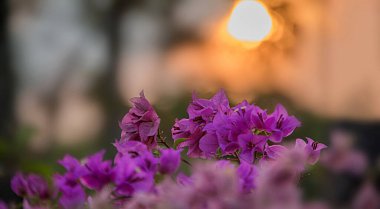 Bougainvillea flower bush with bubble blur sun in background