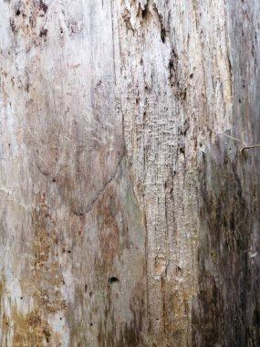 Açık kahverengi eski ahşap yüzey açık havada güneşli bir günde