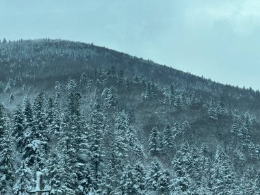 Yeni yıl için kış bulutlu bir günde yoğun kozalaklı ormanlarla kaplı karla kaplı bir dağ manzarası