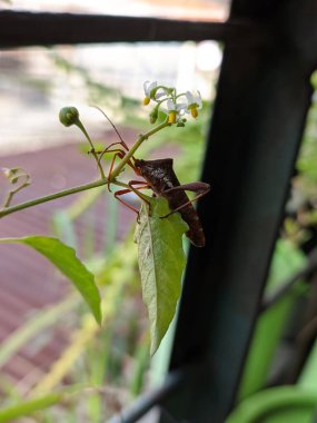 Koreidae veya pirinç kulak böceği veya yeşil yaprağın üzerinde yaprak ayaklı böcek
