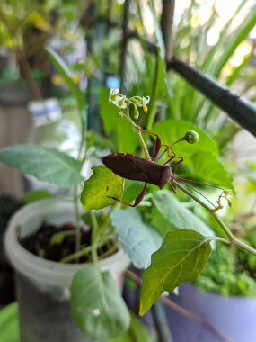 Koreidae veya pirinç kulak böceği veya yeşil yaprağın üzerinde yaprak ayaklı böcek
