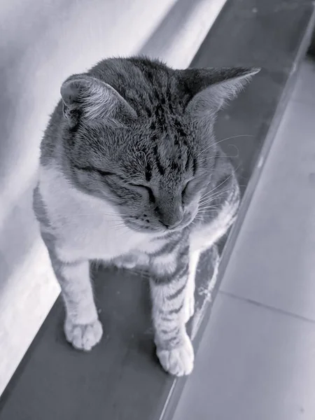 Potret Kucing Meja Tutup Foto Seekor Kucing Abu Abu Dengan — Stok Foto