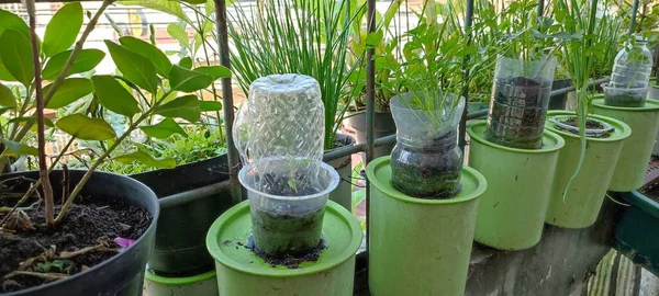 Urban Garden Recycle Concept Reuse Plastic Glass Bottles Plant Pots — Stock Photo, Image