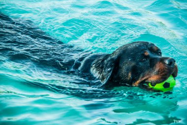 Monica plays in Red Sea Beach celebrating National Puppy Day found in USA, It exists to honor our four-legged friends, shot is selective focus with shallow depth of field. Taken at Hurghada, Egypt.
