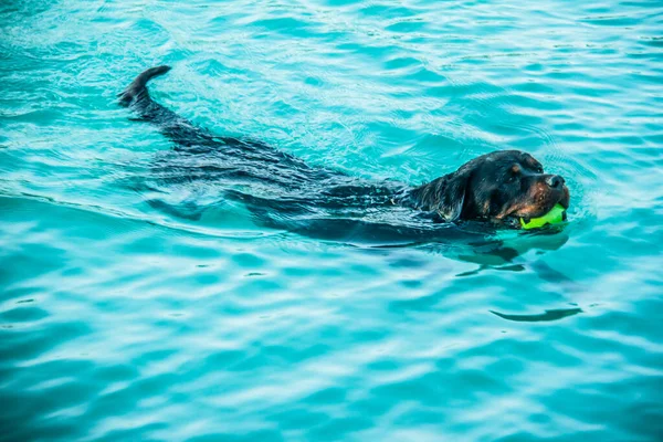 Monica Játszik Red Sea Beach Ünnepli National Puppy Day Található Jogdíjmentes Stock Fotók