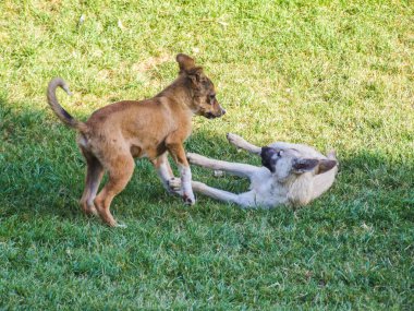 Soyut sanat çekimleri, Mutlu Kürklü Köpekler oyunları, ABD 'de bulunan Ulusal Yavru Köpek Günü' nü kutlamak, dört bacaklı arkadaşlarımızı onurlandırmak için var, sığ alan derinliği ile seçici odaklanma. Kahire Mısır.