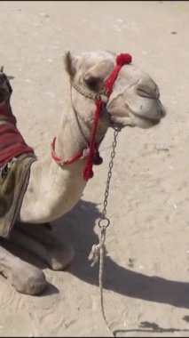 Tam HD 1080 fps dikey video görüntüleri, film üretimi, bir Camel Giza Kum Çölü Piramitleri 'nde oturup turistlerin macera yolculuğunun tadını çıkarmasını bekliyor. 