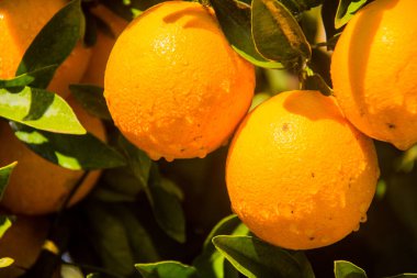 Tarım portakal çiftliği, taze yiyecek, sulu meyve, mandalina, C vitamini, yeşil ağaç, güneşli gün, su damlası, seçici odak, İskenderiye Mısır 'da sığ alan derinliği,