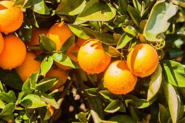 Tarım portakal çiftliği, taze yiyecek, sulu meyve, mandalina, C vitamini, yeşil ağaç, güneşli gün, su damlası, seçici odak, İskenderiye Mısır 'da sığ alan derinliği,