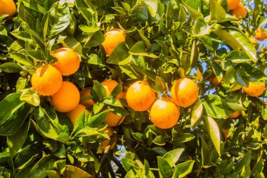 Tarım portakal çiftliği, taze yiyecek, sulu meyve, mandalina, C vitamini, yeşil ağaç, güneşli gün, su damlası, seçici odak, İskenderiye Mısır 'da sığ alan derinliği,