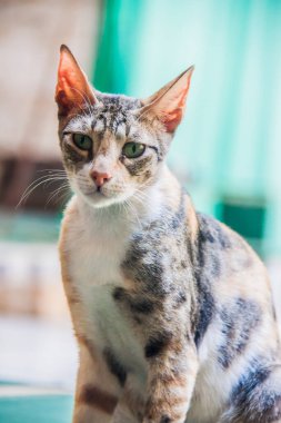 Antik Mısır dininin Bastet tanrıçası, Mısırlı tüylü kedi, ev hayvanı, sığ alan derinliğine sahip şirin seçici hayvan odağı. Kahire Mısır.
