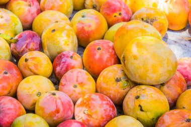 Tarım meyveleri çiftliği, taze renkli mango yiyeceği, sulu meyve, vitamin ve mineraller, yeşil ağaç, güneşli gün, seçici odak, sığ alan derinliği, İsmailia Mısır 'da çekilmiş