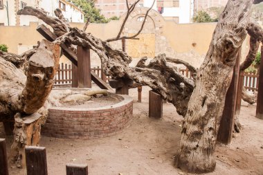 Mısır antikaları, Mary 'nin ağacı, Mısır' daki Kutsal Aile Yolu noktalarından biri, Hristiyan arkeolojisi, Vatikan Pop of Vatikan tarafından kabul edilen Hristiyan haccı, din seyahati, turizm, seçici odak, sığ alan derinliği. Kahire