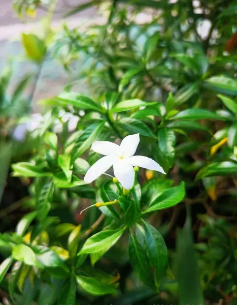 Bahçedeki güzel çiçekler