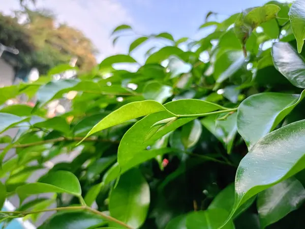 Bahçede yeşil yapraklar