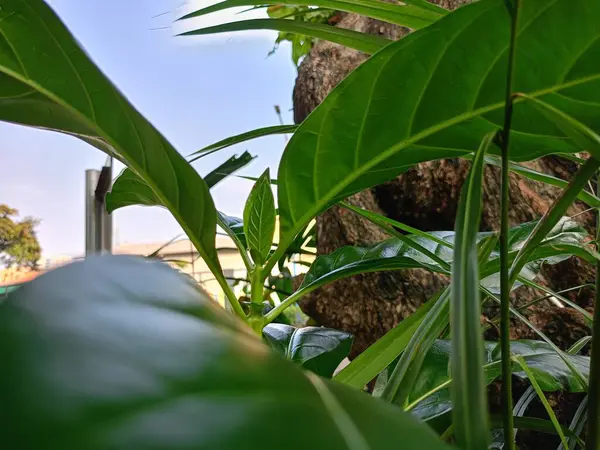 Bahçedeki yeşil bitki