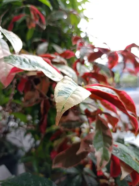 Güzel botanik fotoğrafı, doğal duvar kağıdı.
