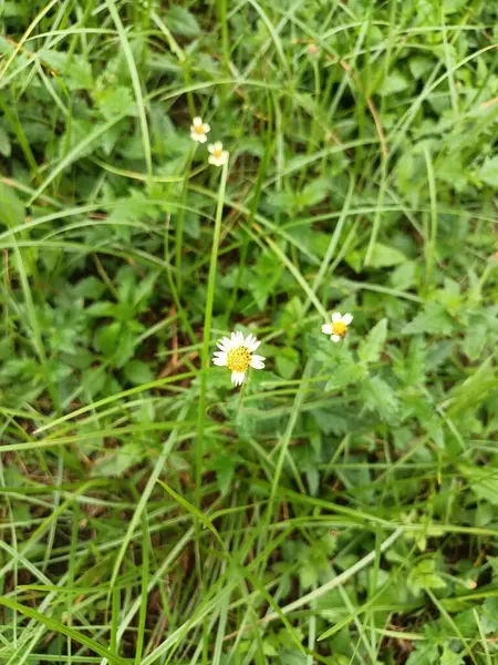 Bahçedeki güzel çiçekler