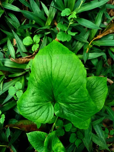 Homalomena, tropikal bölgelere özgü bir bitkidir.