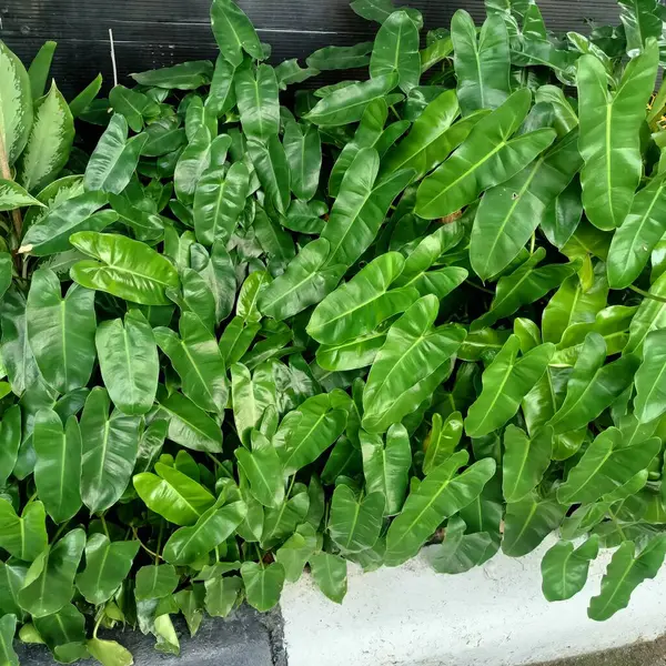 Bahçede yeşil yapraklar