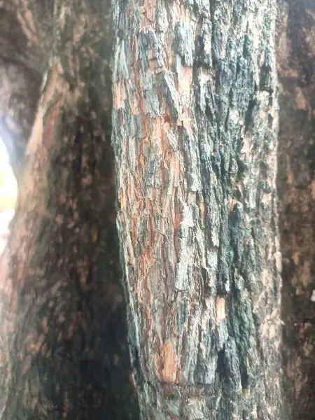 Ağaç dokusunu kapat