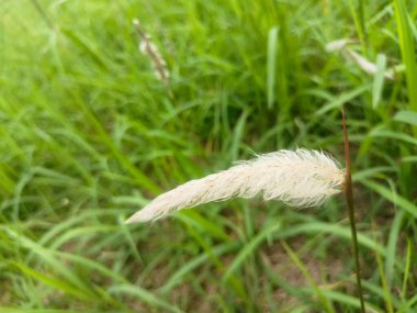 Bahçedeki güzel çiçekler