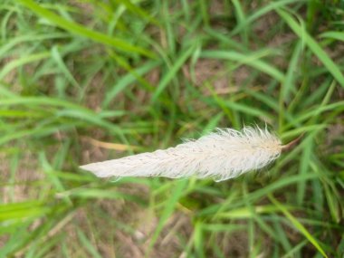 Yeşil bir çimene yakın.