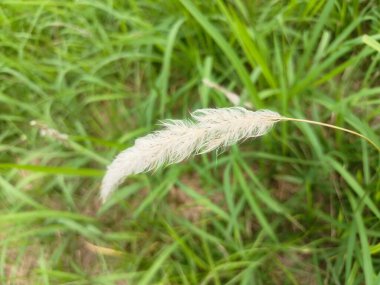 Güzel botanik fotoğrafı, doğal duvar kağıdı.