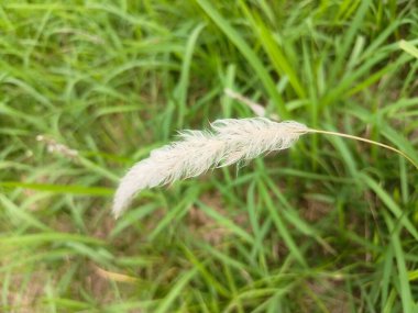 Çiyli yeşil çimen