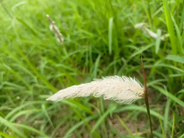 Bahçedeki güzel çiçekler