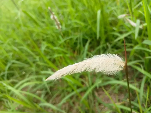 Bahçedeki güzel çiçekler