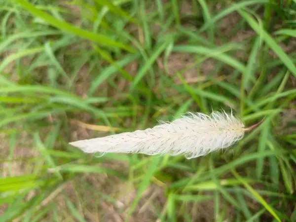 Yeşil arkaplanda beyaz tüyler