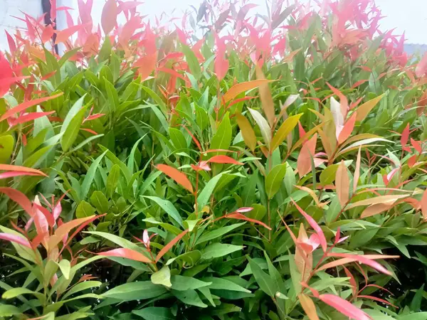 Bahçedeki güzel çiçekler