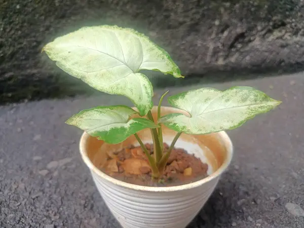 Sengonyum podophyllum süs bitkisi ya da daha çok Nephthytis olarak bilinir..