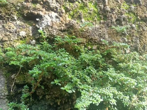 Yüzeyi çoğunlukla yosun ve küçük bitkilerle kaplı bir duvar..