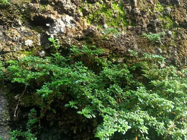 Yüzeyi çoğunlukla yosun ve küçük bitkilerle kaplı bir duvar..