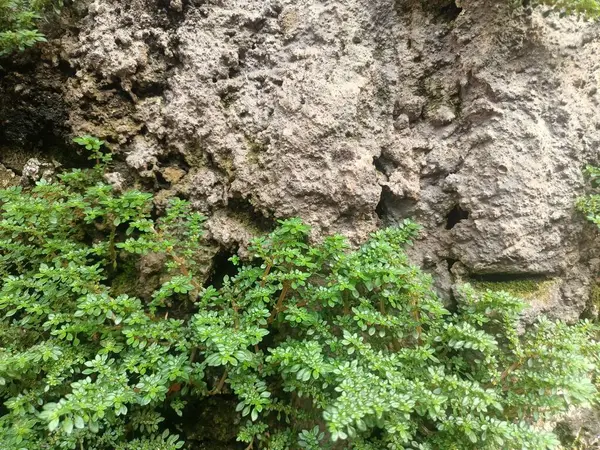 Yüzeyi çoğunlukla yosun ve küçük bitkilerle kaplı bir duvar..
