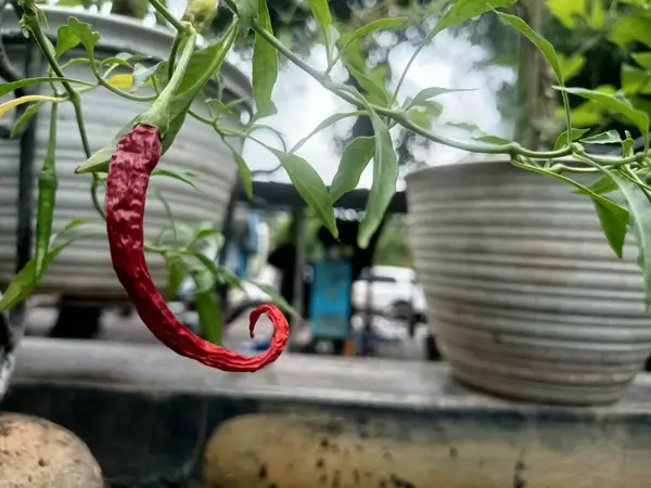 Sağlıklı ve bakımlı görünen kıvırcık kırmızı biber bitkisine yakın durun.