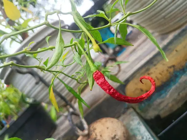 Sağlıklı ve bakımlı görünen kıvırcık kırmızı biber bitkisine yakın durun.