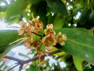 Çiçek açan bir grup su guava çiçeği. Çiçekler sarımsı beyaz ve içinde pembe bir şey var..