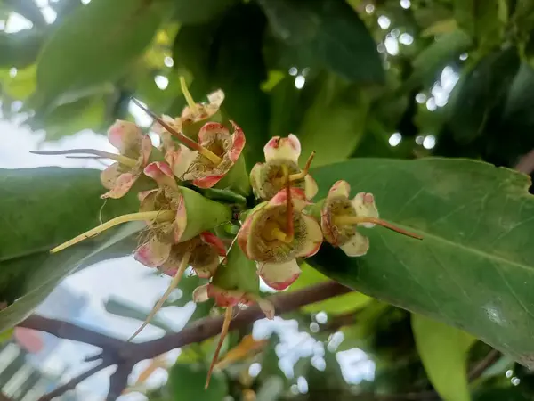 Çiçek açan bir grup su guava çiçeği. Çiçekler sarımsı beyaz ve içinde pembe bir şey var..