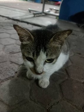 Açık havada oturan kısa saçlı evcil bir kedi.