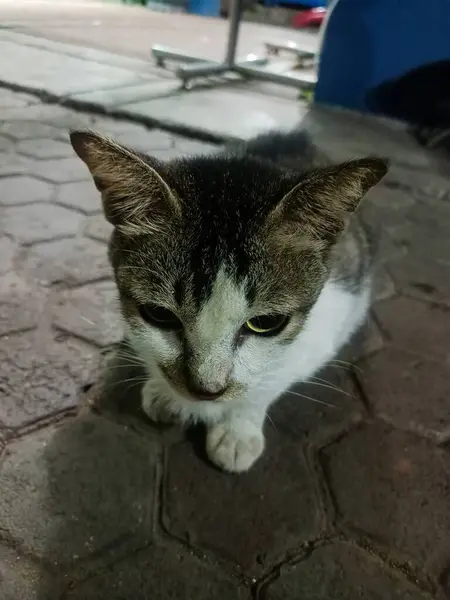 Açık havada oturan kısa saçlı evcil bir kedi.