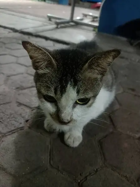 Açık havada oturan kısa saçlı evcil bir kedi.