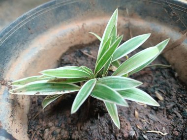 Saksılara ekilmiş örümcek bitkileri ya da Paris zambakları.