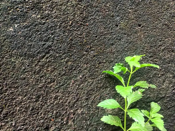Duvarlara küçük bitkiler iliştirilmiş kaba bir dokusu olan duvarlar.