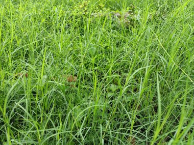 Islak ve taze yabani otların doğal manzarası