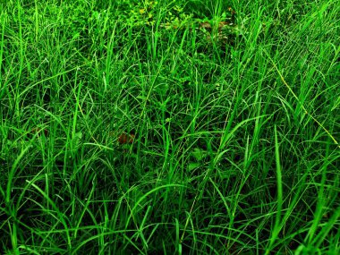 Islak ve taze yabani otların doğal manzarası